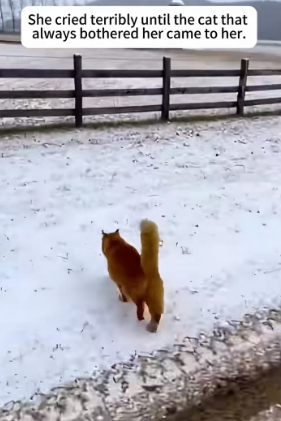 F0802005 cat rescued puppy jaws of tiger (Part 2)