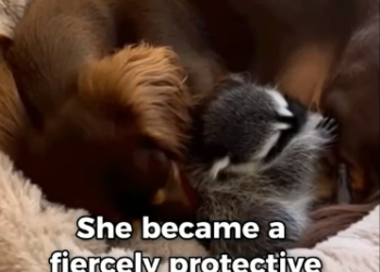 F1803009 My Dachshund Saved A Baby Racoon (Part 2)