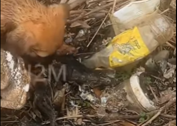 M0904010 💔 “Entre basura y ratas fue mi vida… hasta que unos ojos me miraron con amor” (Part 2)