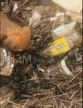 M0904010 💔 “Entre basura y ratas fue mi vida… hasta que unos ojos me miraron con amor” (Part 2)