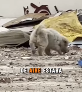 M0904012 💔Casi muero tragando polvo y calor,hasta que un joven desidió salvarme (Part 2)