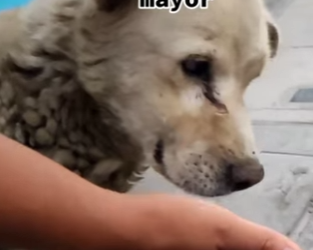 M0904001 No compres adopta (Part 2)