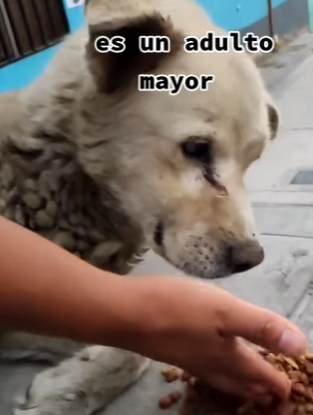 M0904001 No compres adopta (Part 2)