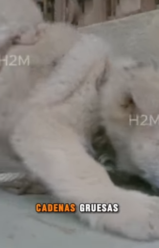 M0904011 💔 “Me encadenaron para que jamás escapara… pero no sabían que alguien escucharía mi silencio (Part 2)