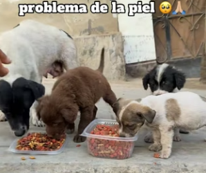 M0904004 Está mamita necesita ayuda de que alguien pueda cobijarla o adoptarla, ya le dimos Bravecto que le (Part 2)