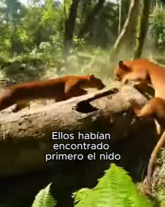 V0104012 ¿Podrías guardar silencio Ellen DeGeneres no pudo. (Part 2)