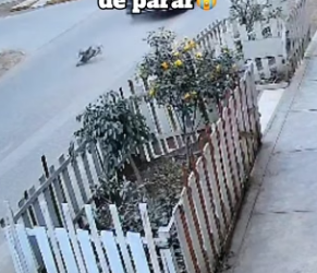 M0904003 Actualización de Rocky que fue atropellado a sangre fria, ayer le hicimos todo los examenes, placas (Part 2)
