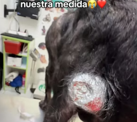 M0904007 Hoy fue su quinto día de tratamiento de Arruguitasy el proceso es lento pero él da lo mejor de sí. (Part 2)