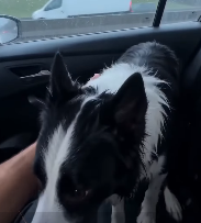 V0804012 Salvé un perro muy inteligente (Part 2)