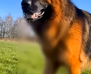 V0804004 El increíble vínculo entre un pastor alemán un cachorro de lobo… (Part 2)