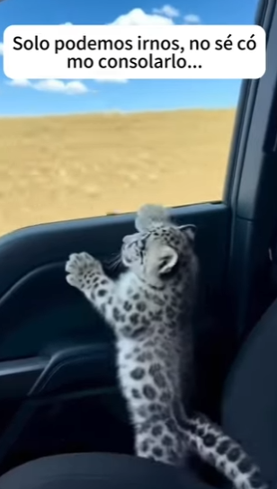 V0804009 La pantera de las nieves me dio su cachorro. (Part 2)