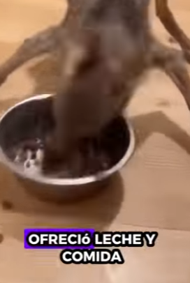 V0804002 Ayudo un lobo que solo quería amor (Part 2)