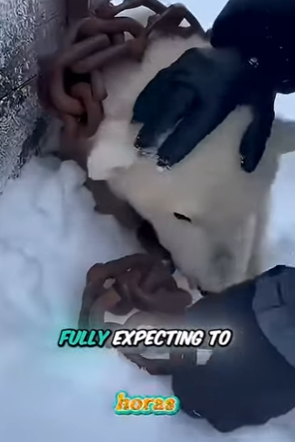 V0804003 Mi oso polar me salvó de morir congelado! (Part 2)