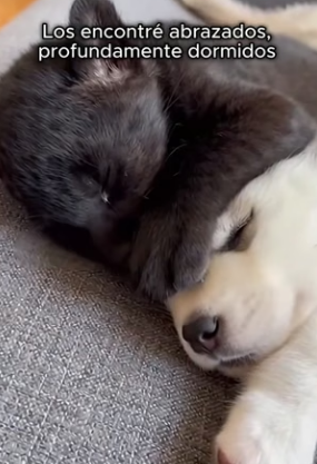 V0804007 Mi perro encontró algo que jamás imaginé una panterita Se volviero…(Part 2)