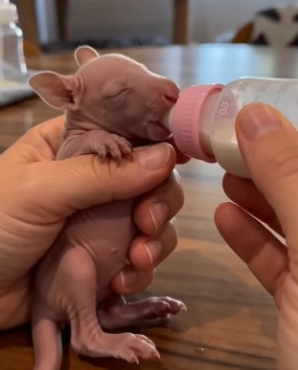 V0804010 La madre canguro me dio sus cachorros (Parrt 2)