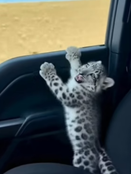 V0804009 La pantera de las nieves me dio su cachorro (Part 2)