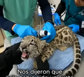 V0804008 Un pequeño leopardo de las nieves llegó corriendo hacia mí, muerto de (Part 2)
