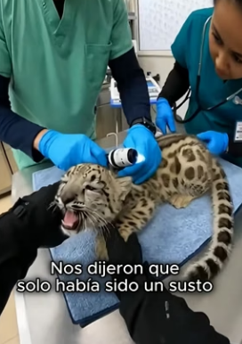 V0804008 Un pequeño leopardo de las nieves llegó corriendo hacia mí, muerto de (Part 2)