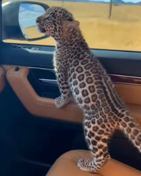 V0804011 La Madre Leopardo Se Lo Dio Su Cachorro (Part 2)