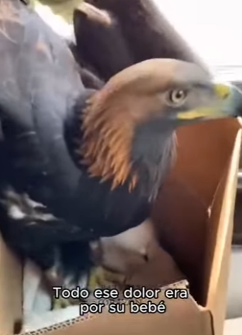 V0104003 ADVERTENCIA Llorarás más que Adele (Part 2)