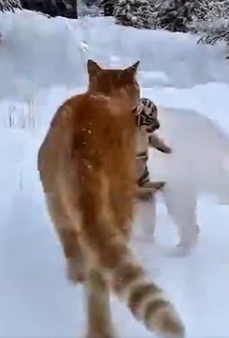 K0704001 Kanye West would call this the most “Legendary” comeback of all time. (Part 2)