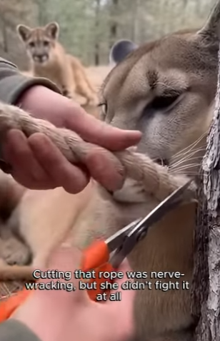 P0804006 Robert Downey Jr. just found the real-life Iron Dog. (Part 2)