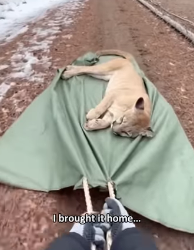 F2802005 found mountain lion in woods, barely more than akin bone (Part 2)