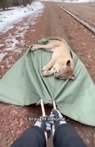 F2802005 found mountain lion in woods, barely more than akin bone (Part 2)