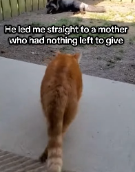 F2003001 My cat brought a baby and took me to its mom (Part 2)