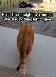 F2003001 My cat brought a baby and took me to its mom (Part 2)