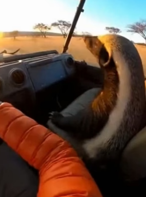 H0704012 Fearless Guardian Honey Badger Debt of Honor!