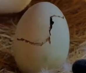 H0704008 Abandoned Egg to Dance of Gratitude! (Part 2)