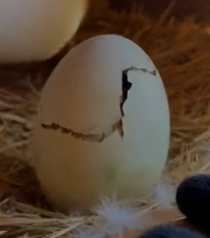 H0704008 Abandoned Egg to Dance of Gratitude! (Part 2)