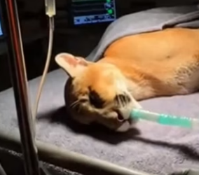 H0704007 saved Florida Panther rattlesnake… and.. (Part 2)