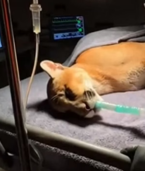 H0704007 saved Florida Panther rattlesnake… and.. (Part 2)