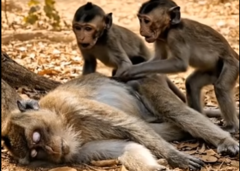 Heartbreaking Moment Baby Monkeys Bury Their Mother While Crying (Part 2)