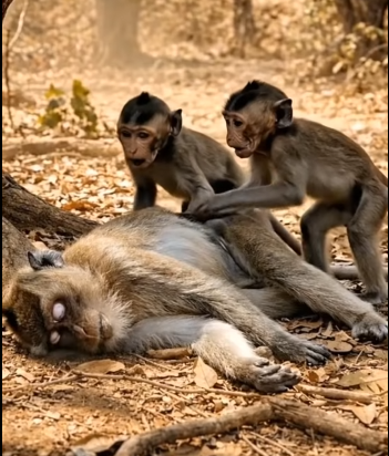 Heartbreaking Moment Baby Monkeys Bury Their Mother While Crying (Part 2)