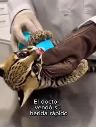 V0104008 Espera hasta el minuto 030. Stephen Curry se quedaría atónito. (Part 2)