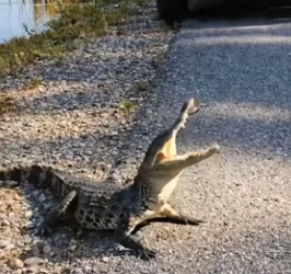 Kind Hearted Lady Rescue Poor Baby of Crocodile (Part 2)