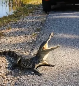 Kind Hearted Lady Rescue Poor Baby of Crocodile (Part 2)