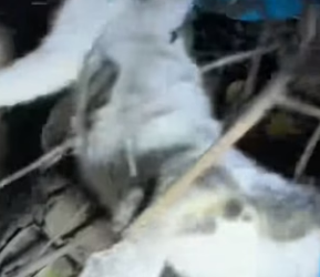 R1004009 stray cat suffered head injury, then (Part 2)