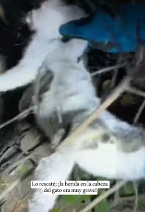 R1004009 stray cat suffered head injury, then (Part 2)