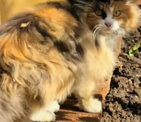 R1004011 encountered beautiful stray cat kept meowing following (Part 2)