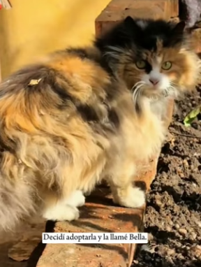 R1004011 encountered beautiful stray cat kept meowing following (Part 2)