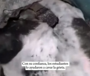 R1004008 puppy is superhero it saved cat (Part 2)