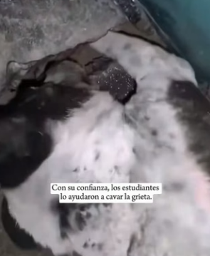 R1004008 puppy is superhero it saved cat (Part 2)