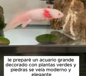 R1004002 Smiling Fish Salamander (Part 2)