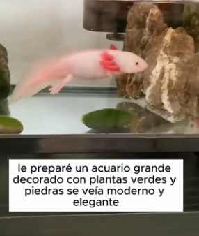 R1004002 Smiling Fish Salamander (Part 2)