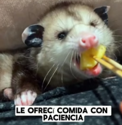 R1004001 opossum was abandoned, but it regained love (Part 2)