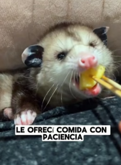 R1004001 opossum was abandoned, but it regained love (Part 2)